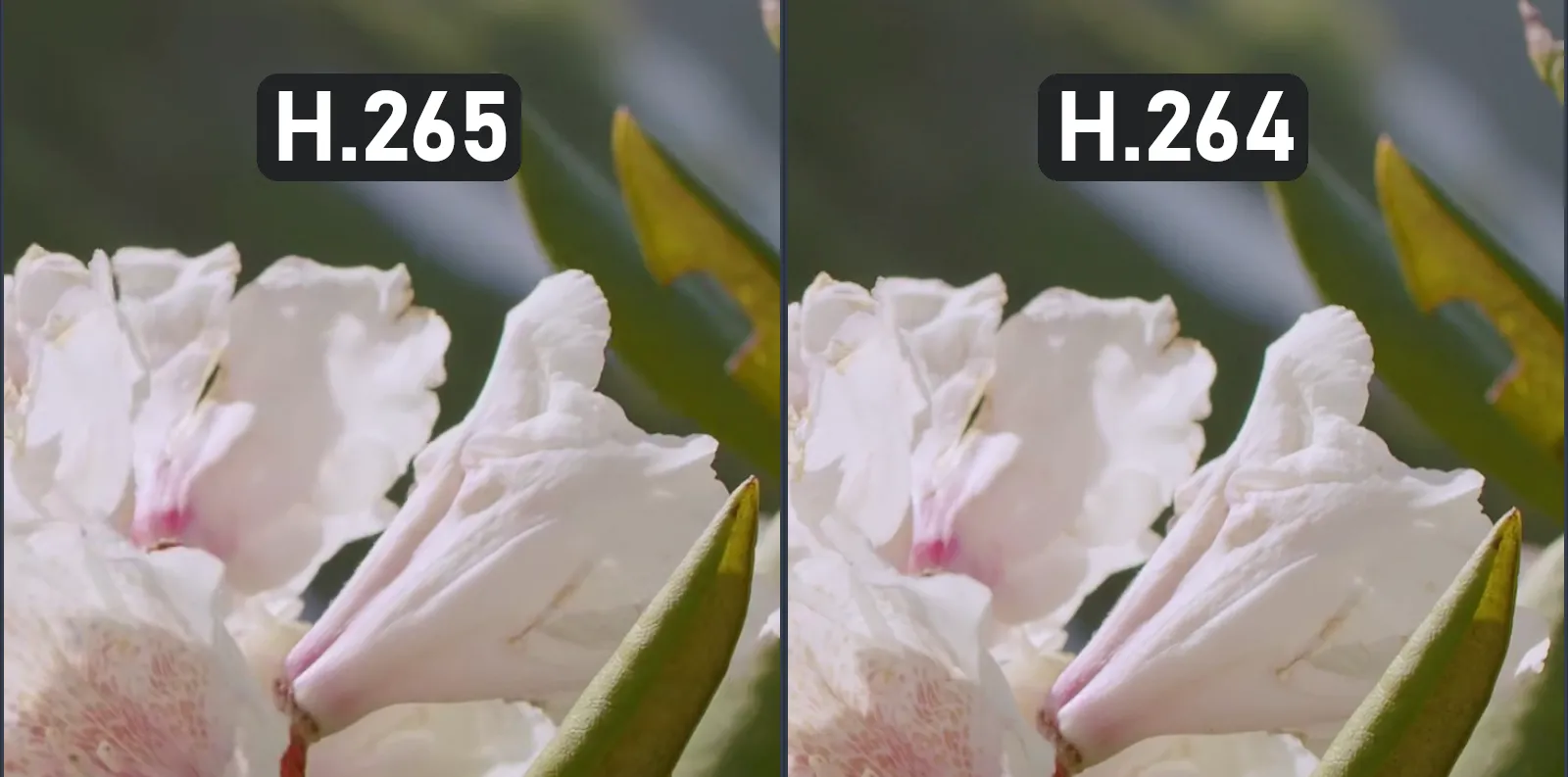 Demonstration of H.264 vs. H.265